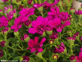 野菊花