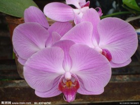 紫色蝴蝶花
