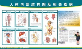人体内部结构挂图