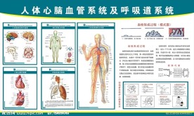 心脑血管挂图