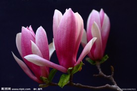 紫玉兰