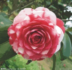 矢量鲜花