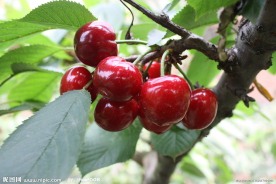 樱桃
