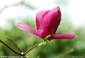 紫玉兰