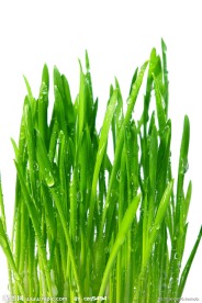 绿草地