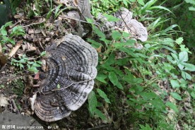 野生树灵芝