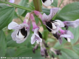 胡豆花