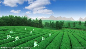 茶海