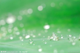 绿叶上的水珠