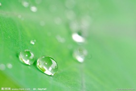 绿叶上的水珠