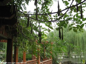 皂角 豆角 垂柳 凉亭 曽赵园 长廊