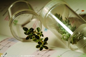 植物标本