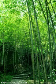 竹林