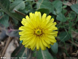 小野菊