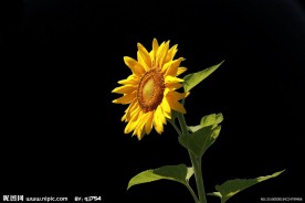 太阳下的向日葵