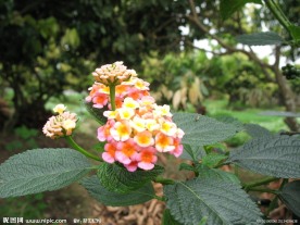 五彩花