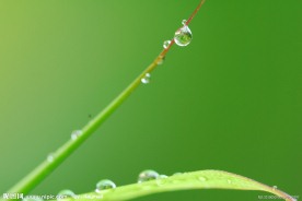 绿叶上的水珠