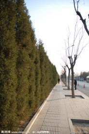 路边的树