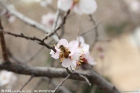 勤劳的蜜蜂