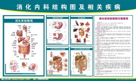 消化内科医院挂图