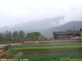 小麦地