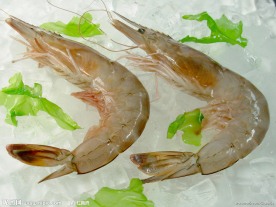 海虾