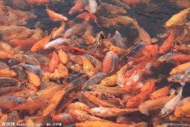 成群的红鲤鱼