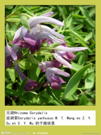 浙江八味素材 元胡