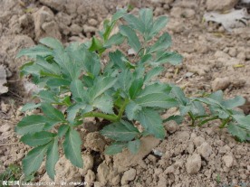 田地里种植的白芷
