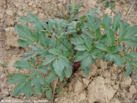 田地里种植的白芷