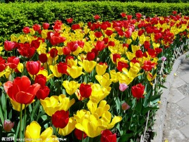 郁金香花
