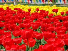 郁金香花