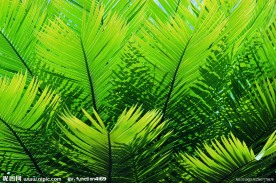绿色植物