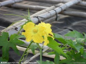 丝瓜花