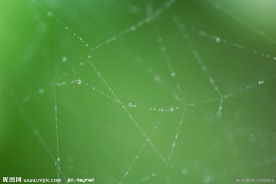 蜘蛛网上的水珠