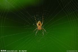 蜘蛛