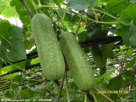 瓜1（高清晰图）