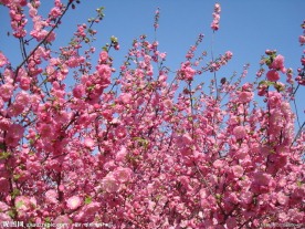 春天桃花
