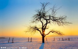 冬季的枯树