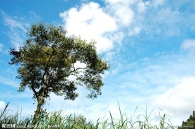 台湾森林名片 鹿谷忘忧森林