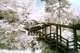 台湾森林名片 鹿谷忘忧森林