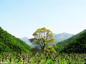 山间树