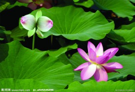 并碲莲