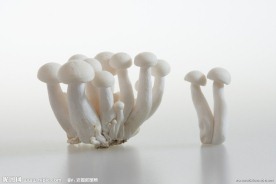 蘑菇
