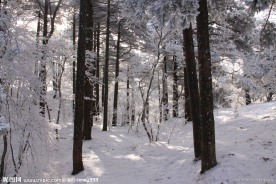 冬之黄山 树影