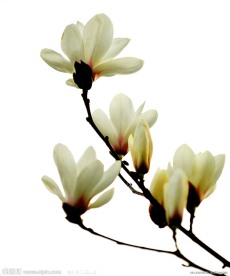 玉兰花