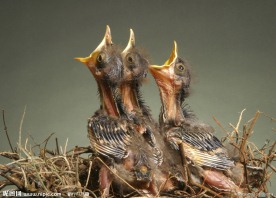 三只饥饿的雏鸟图片