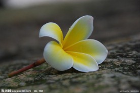 鸡蛋花