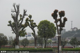 绿化公园
