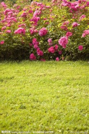 园林园艺高清图